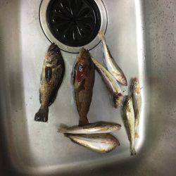 ロックフィッシュ狙い