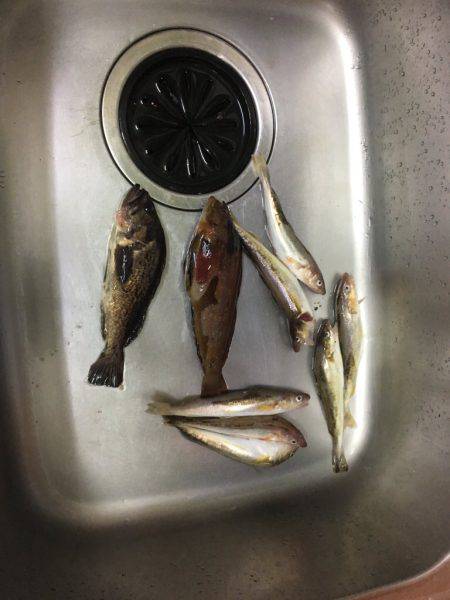 ロックフィッシュ狙い