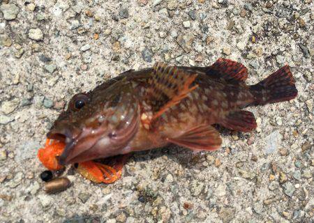 ライトロック、デイゲーム