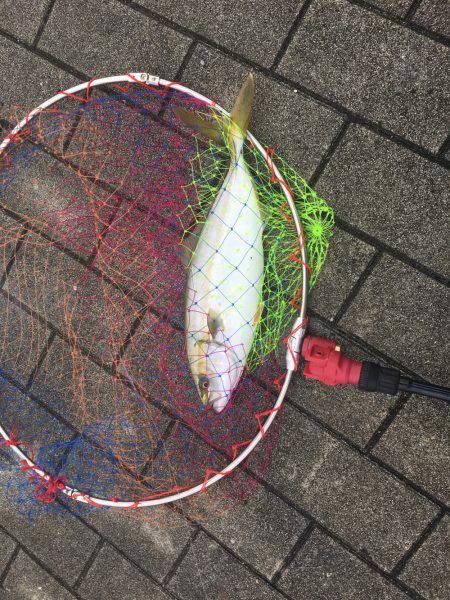 ツバスきたぁー