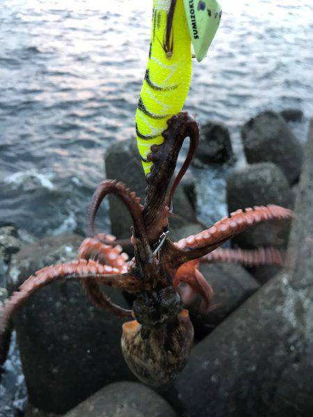 裏切らないタコ達！