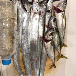 神戸 ポートアイランド タチウオ