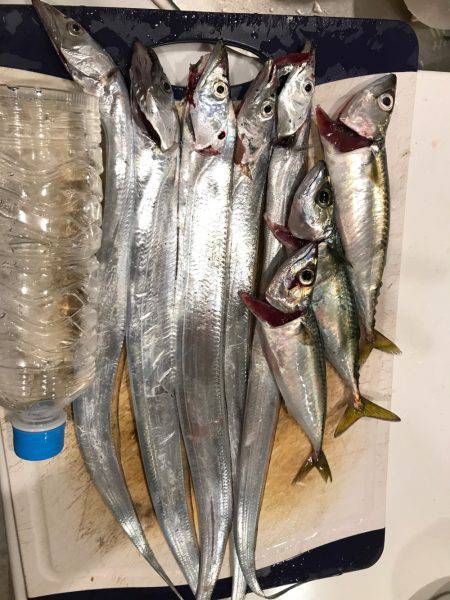 神戸 ポートアイランド タチウオ