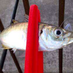 久しぶりのホーム