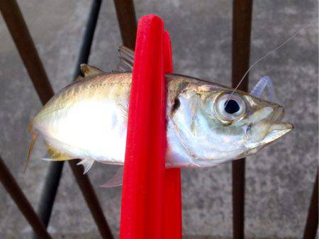 久しぶりのホーム