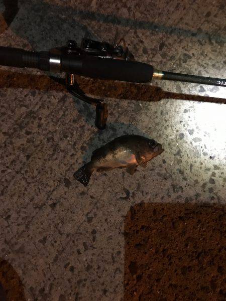 久しぶりのアジング