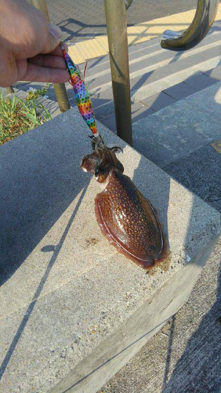 コスモで最後の春いか