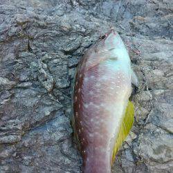 ガルプ！ジグサビキ！