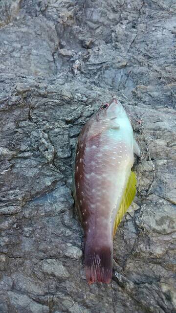 ガルプ！ジグサビキ！