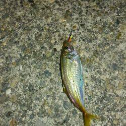 アジ！イワシ！