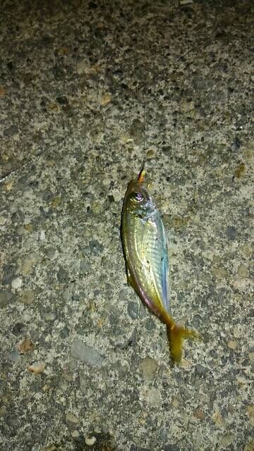 アジ！イワシ！