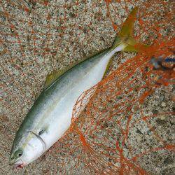 ビッグバッカーでツバス