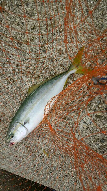 ビッグバッカーでツバス