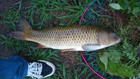 ライトタックルで鯉釣り