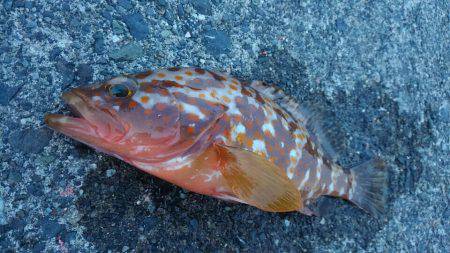 音海でエビまき