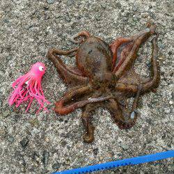 【武庫川一文字】