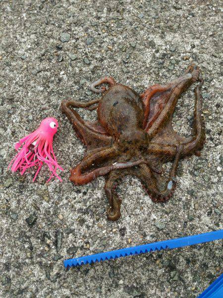 【武庫川一文字】