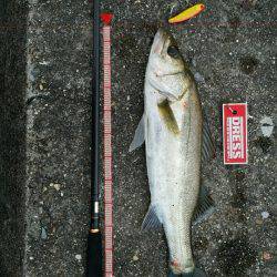 ナイトゲーム？