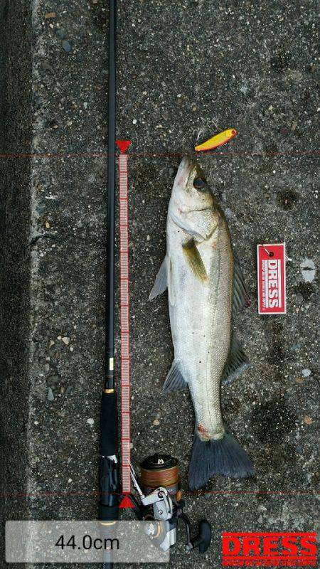 ナイトゲーム？