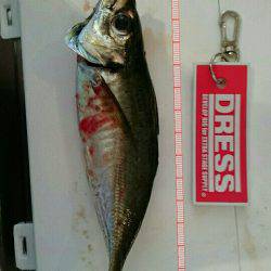 サビキ釣り大会