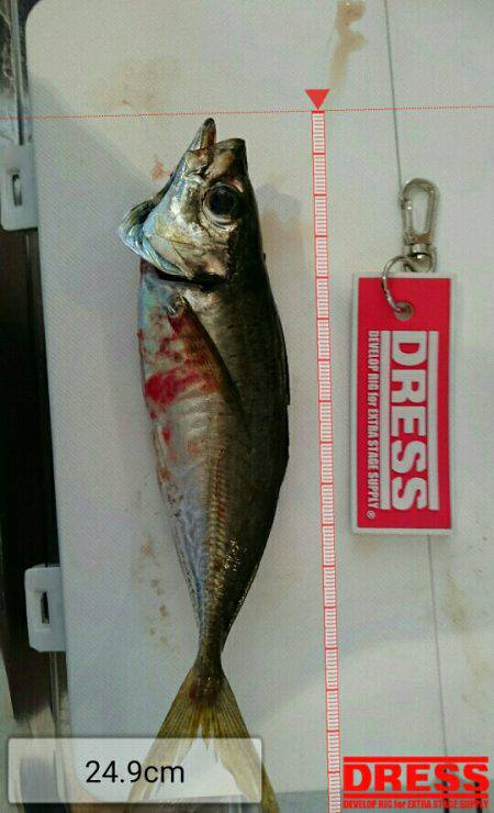 サビキ釣り大会