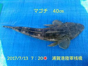 マゴチ40ｃｍをゲット