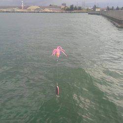 ツバスからのタコ