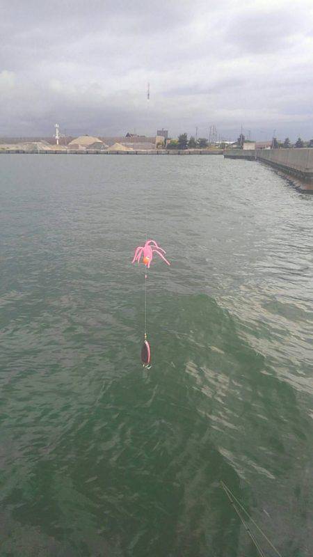 ツバスからのタコ