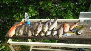 船で出船イサキ、アカイサキ、沖メバルウメイ…