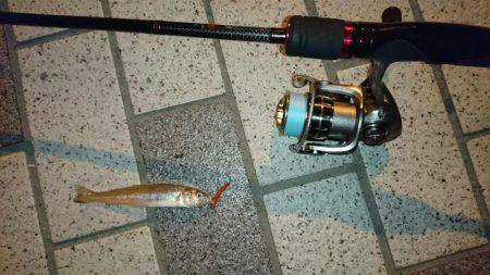 宮津でキッシング