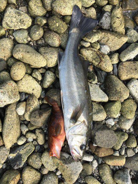 ロックフィッシュ