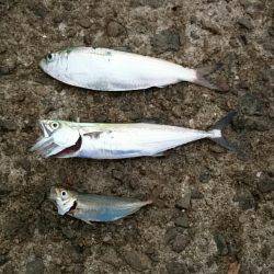 もうツバスは居ないの？