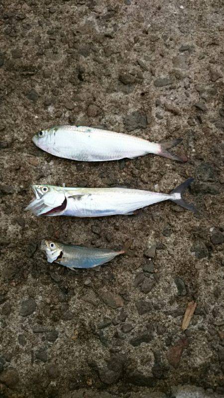 もうツバスは居ないの？