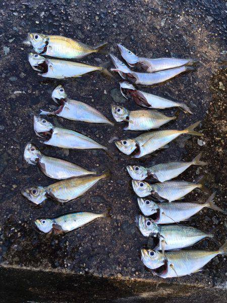 貝塚水路 アジ チャリコ カマス