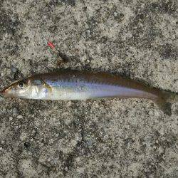 ぶらっと釣りに