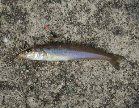 ぶらっと釣りに