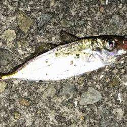大サバ釣り多っ!!