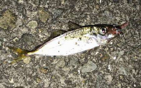 大サバ釣り多っ！！