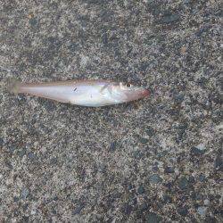 初夏のキス釣り