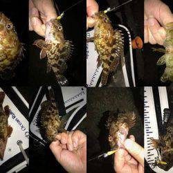 ガッシーマンション