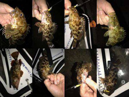 ガッシーマンション