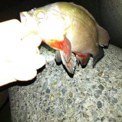 梅雨が明けても梅雨メバル