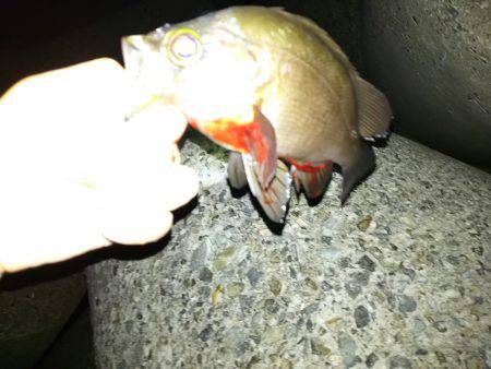 梅雨が明けても梅雨メバル