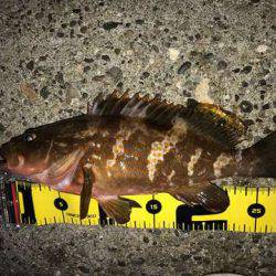 ボトムワインドでアコウ