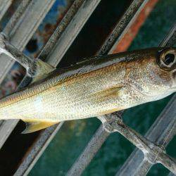 今日も小サバゲーム