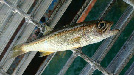 今日も小サバゲーム