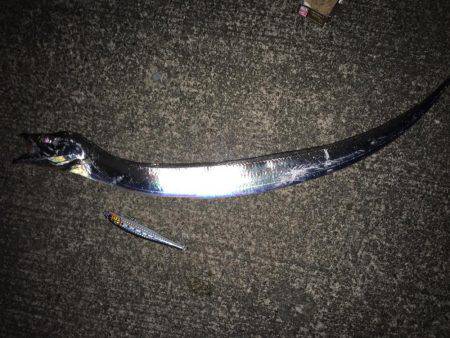 辰巳の突堤でタチウオ