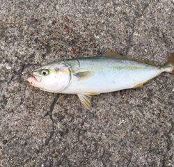 逃がした魚は大きい!?