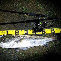 由良川シーバス