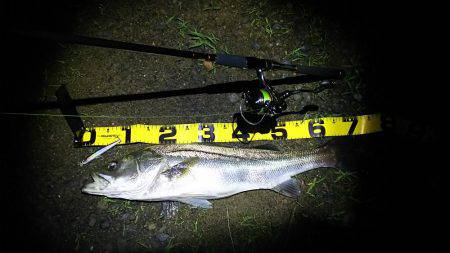 由良川シーバス